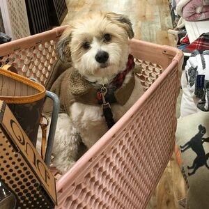 Meet your Posher, Gina